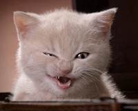 pic for funny cat 1600x1280